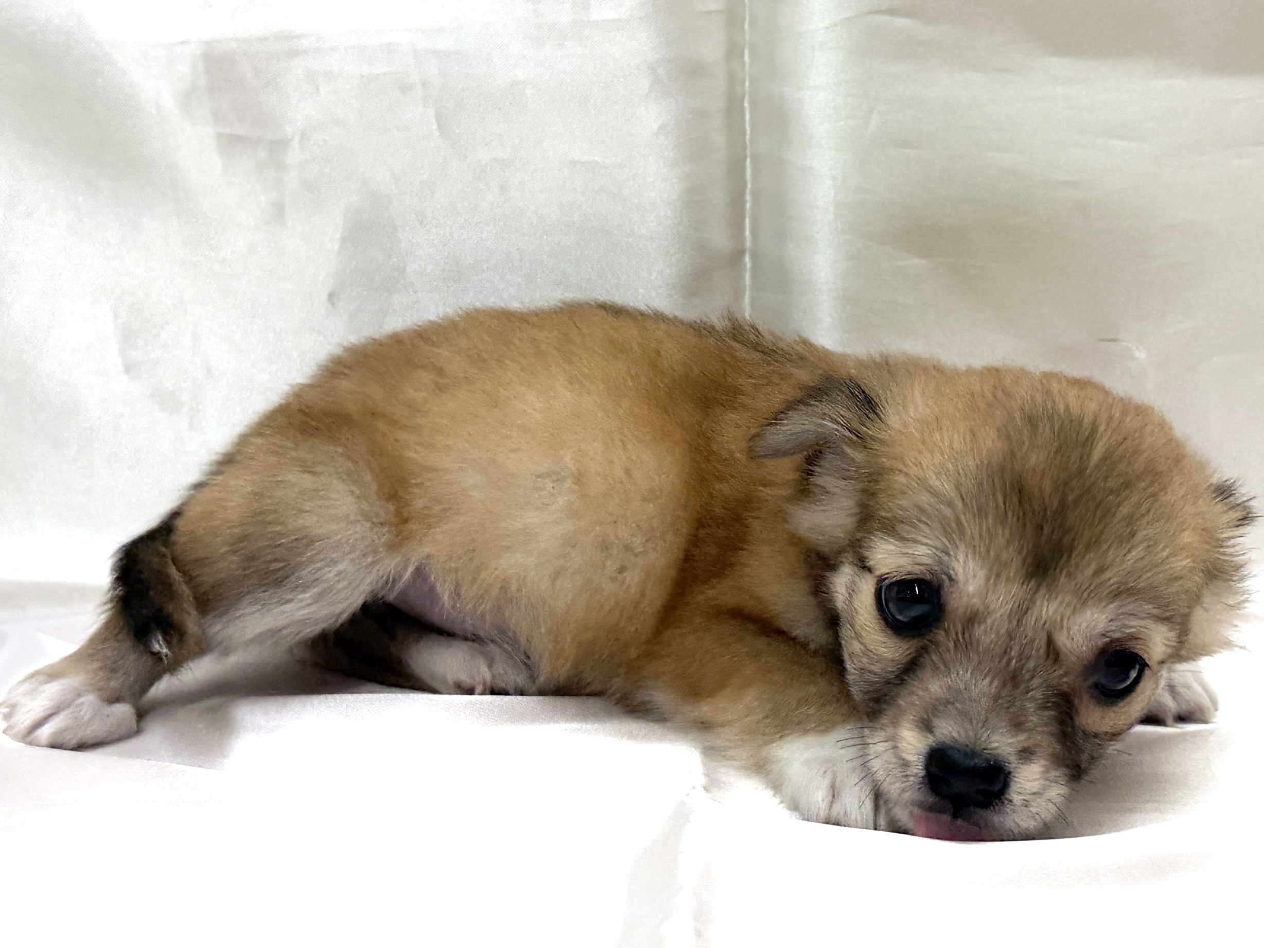 三重県のチワワ(ロング) (アミーゴ四日市日永店/2026年8月9日生まれ/女の子/フォーン)の子犬の4枚目の画像