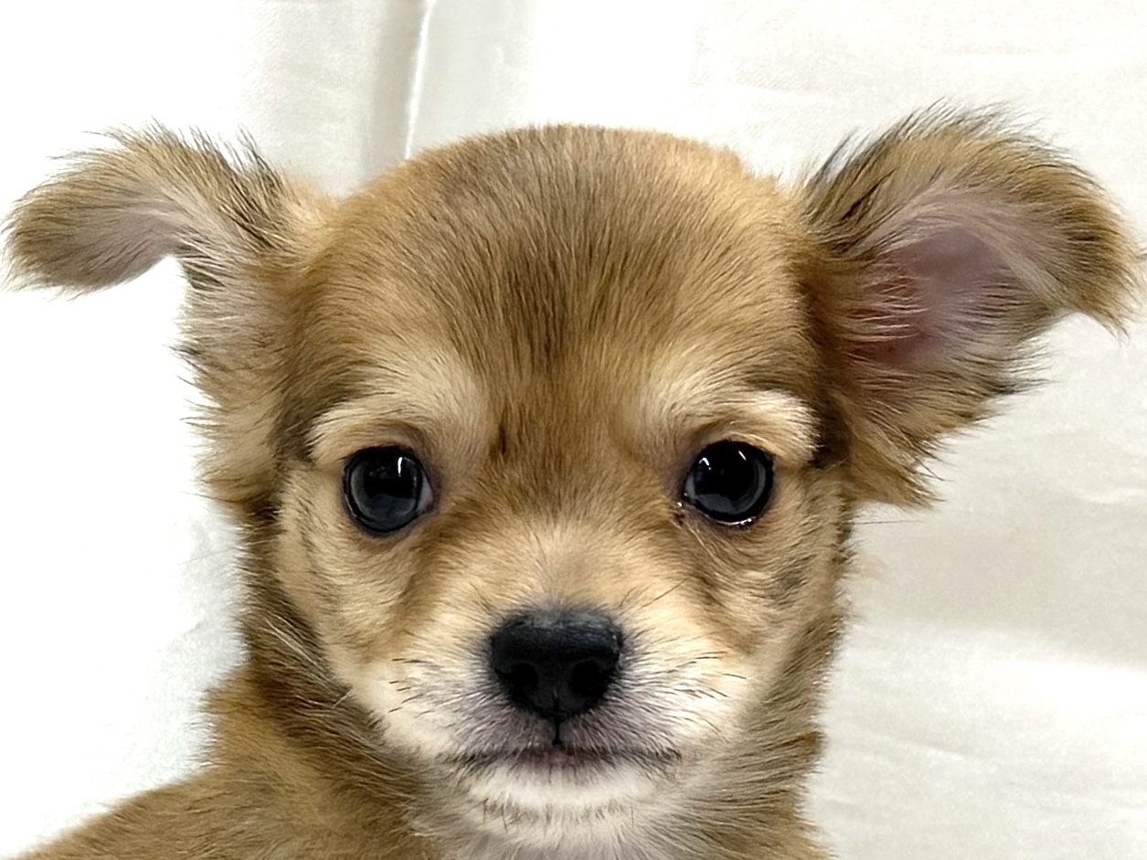 三重県のチワワ(ロング) (アミーゴ四日市日永店/2026年8月9日生まれ/男の子/フォーン)の子犬の1枚目の画像