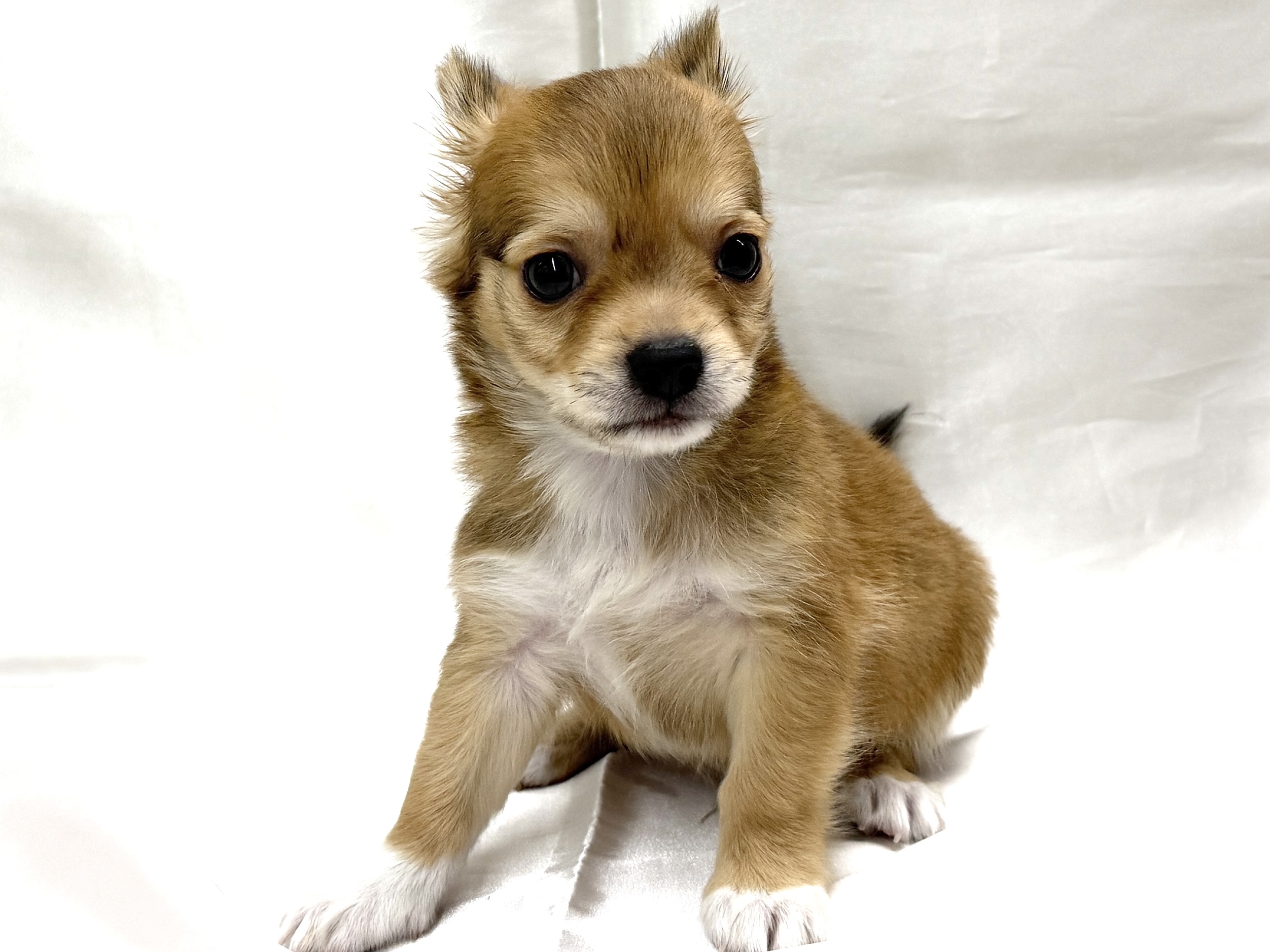 三重県のチワワ(ロング) (アミーゴ四日市日永店/2026年8月9日生まれ/男の子/フォーン)の子犬の2枚目の画像