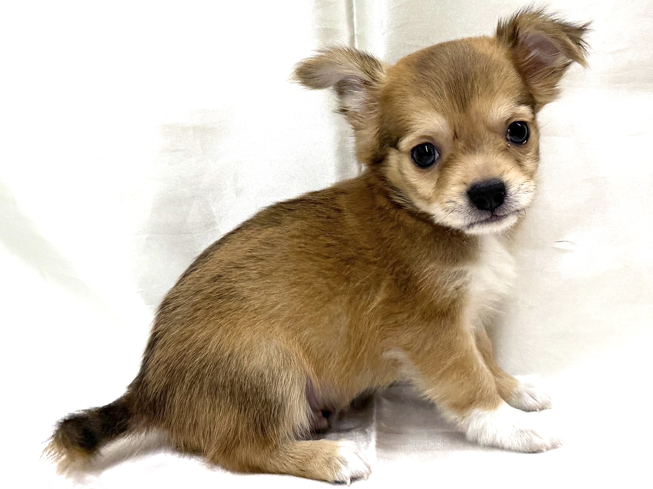 三重県のチワワ(ロング) (アミーゴ四日市日永店/2026年8月9日生まれ/男の子/フォーン)の子犬の3枚目の画像