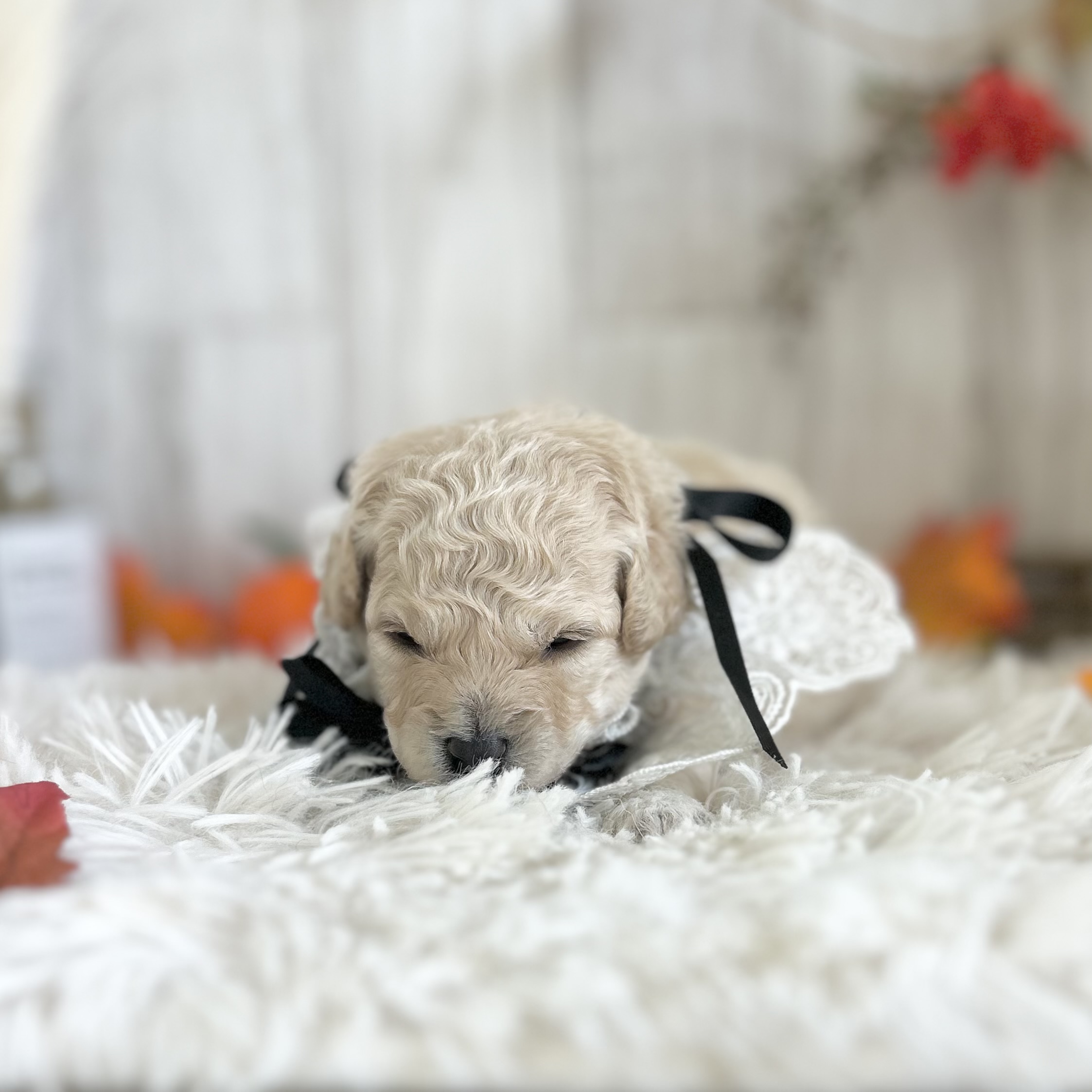 2026年9月24日生まれのハーフ犬・ミックス犬
