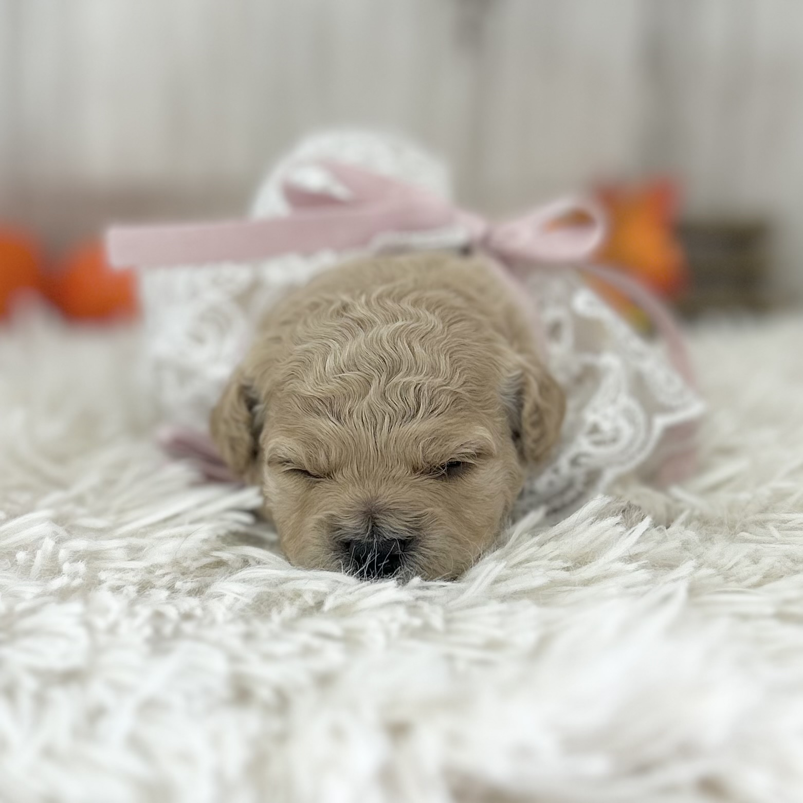 2026年9月24日生まれのハーフ犬・ミックス犬