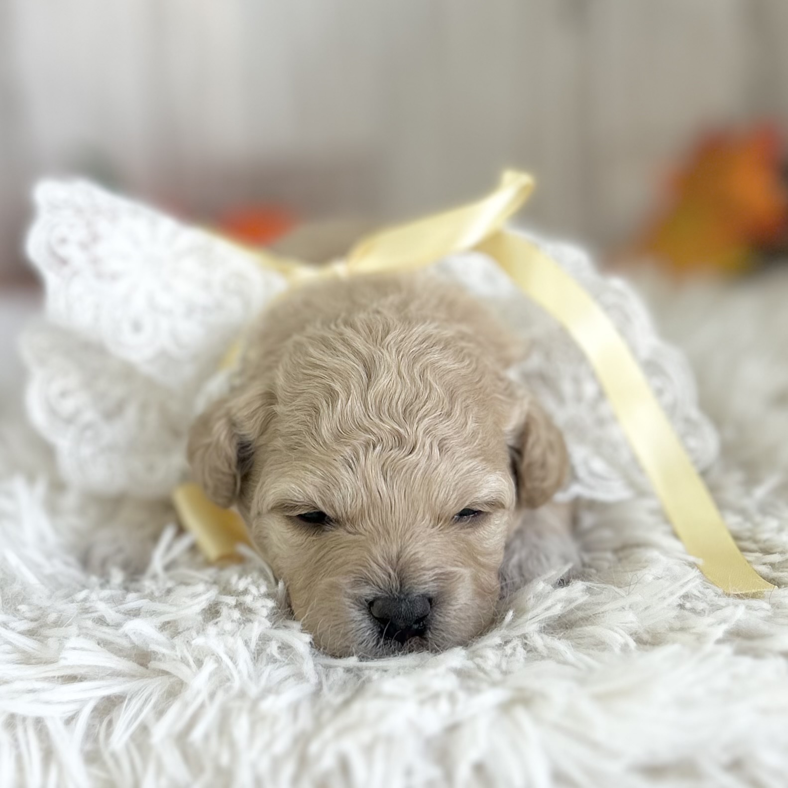 2026年9月24日生まれのハーフ犬・ミックス犬
