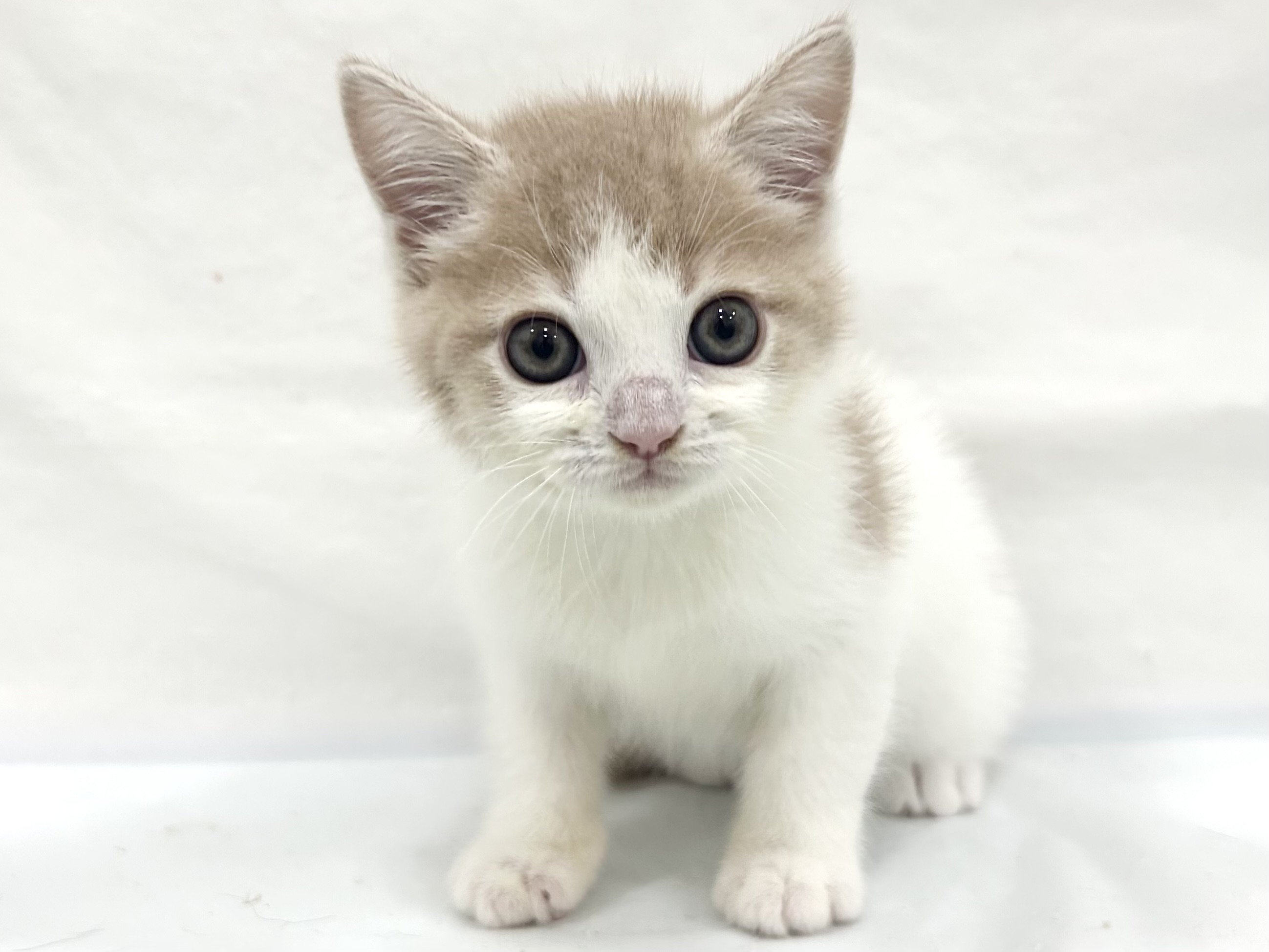 愛知県のミヌエット (ファミリーペット リソラ大府店/2026年8月15日生まれ/男の子/-)の子猫の2枚目の画像