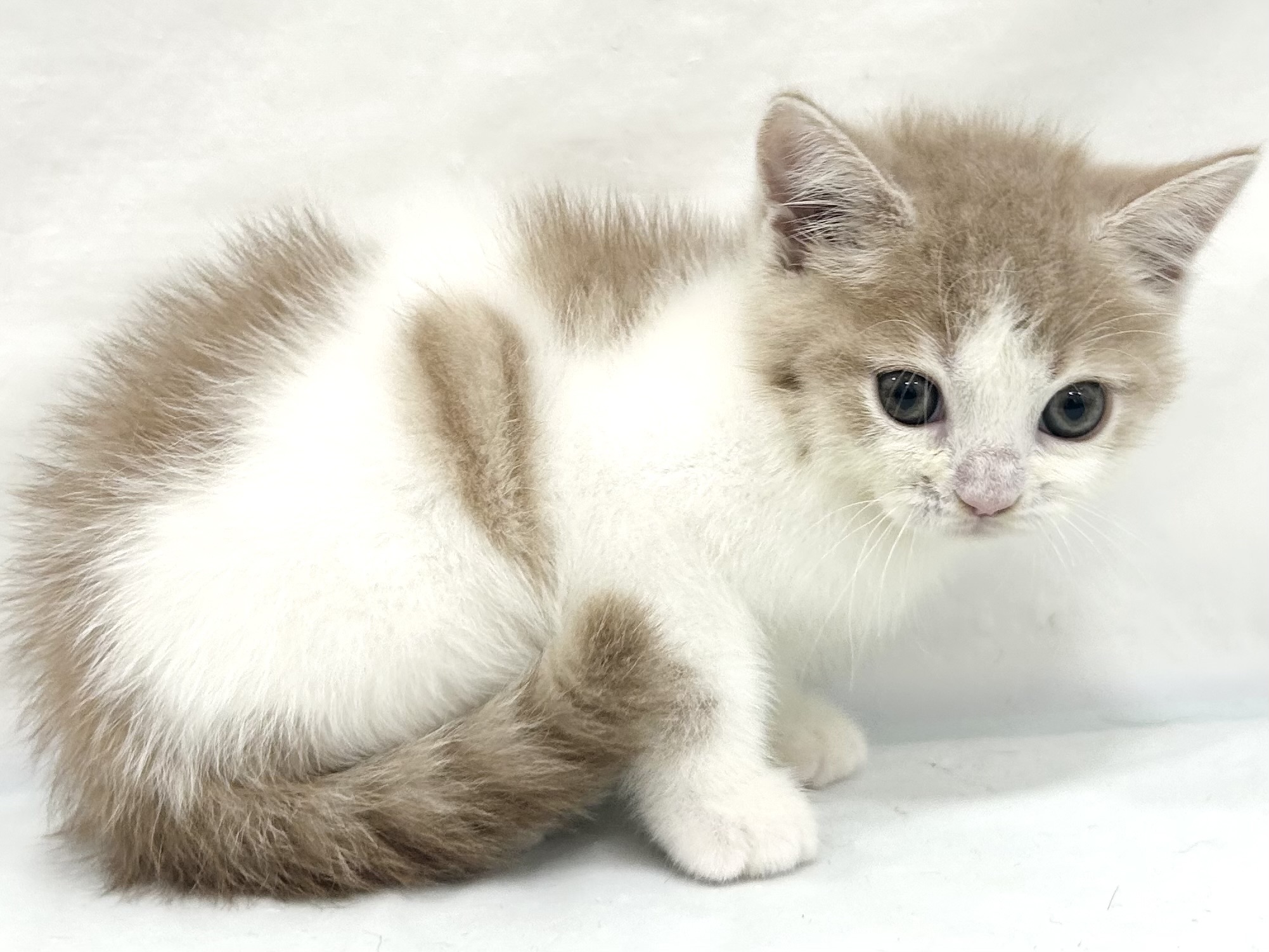 愛知県のミヌエット (ファミリーペット リソラ大府店/2026年8月15日生まれ/男の子/-)の子猫の3枚目の画像