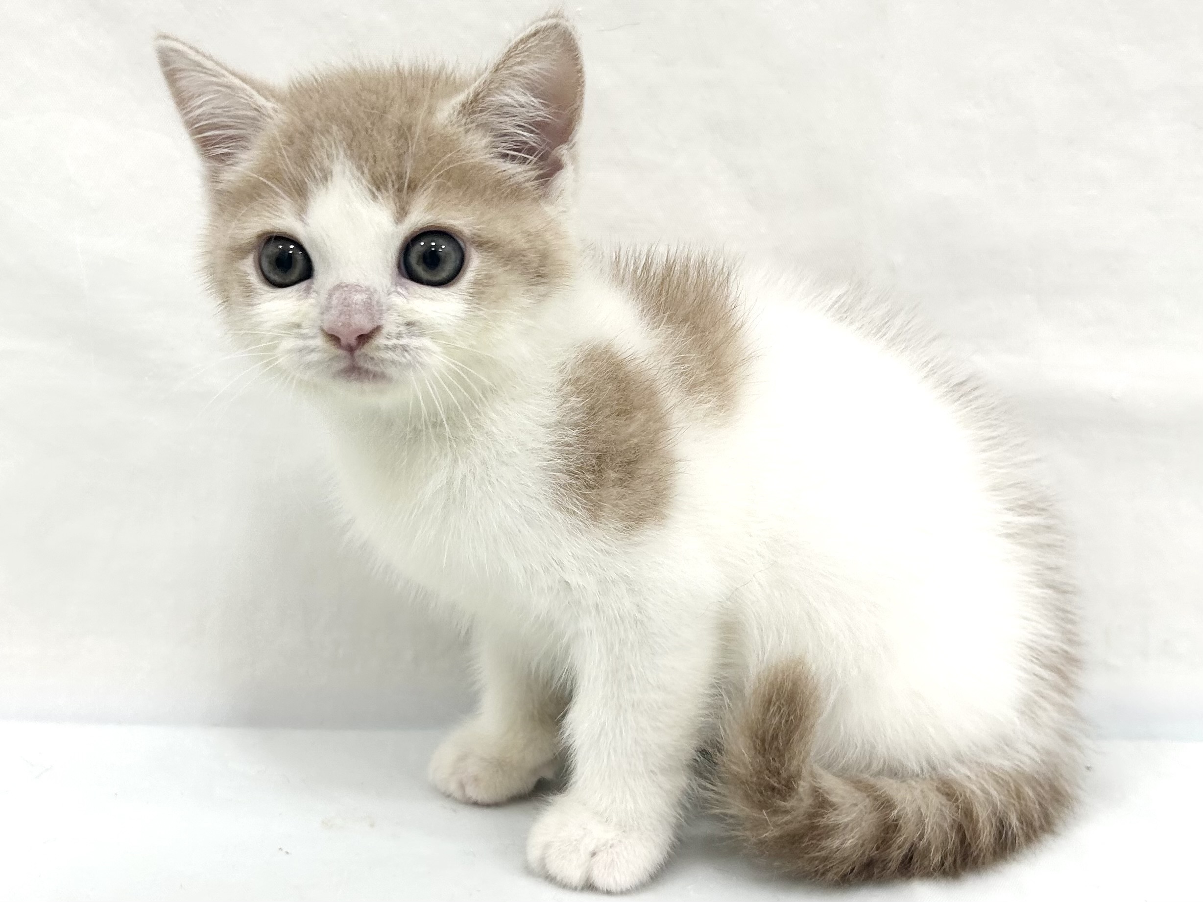 愛知県のミヌエット (ファミリーペット リソラ大府店/2026年8月15日生まれ/男の子/-)の子猫の4枚目の画像