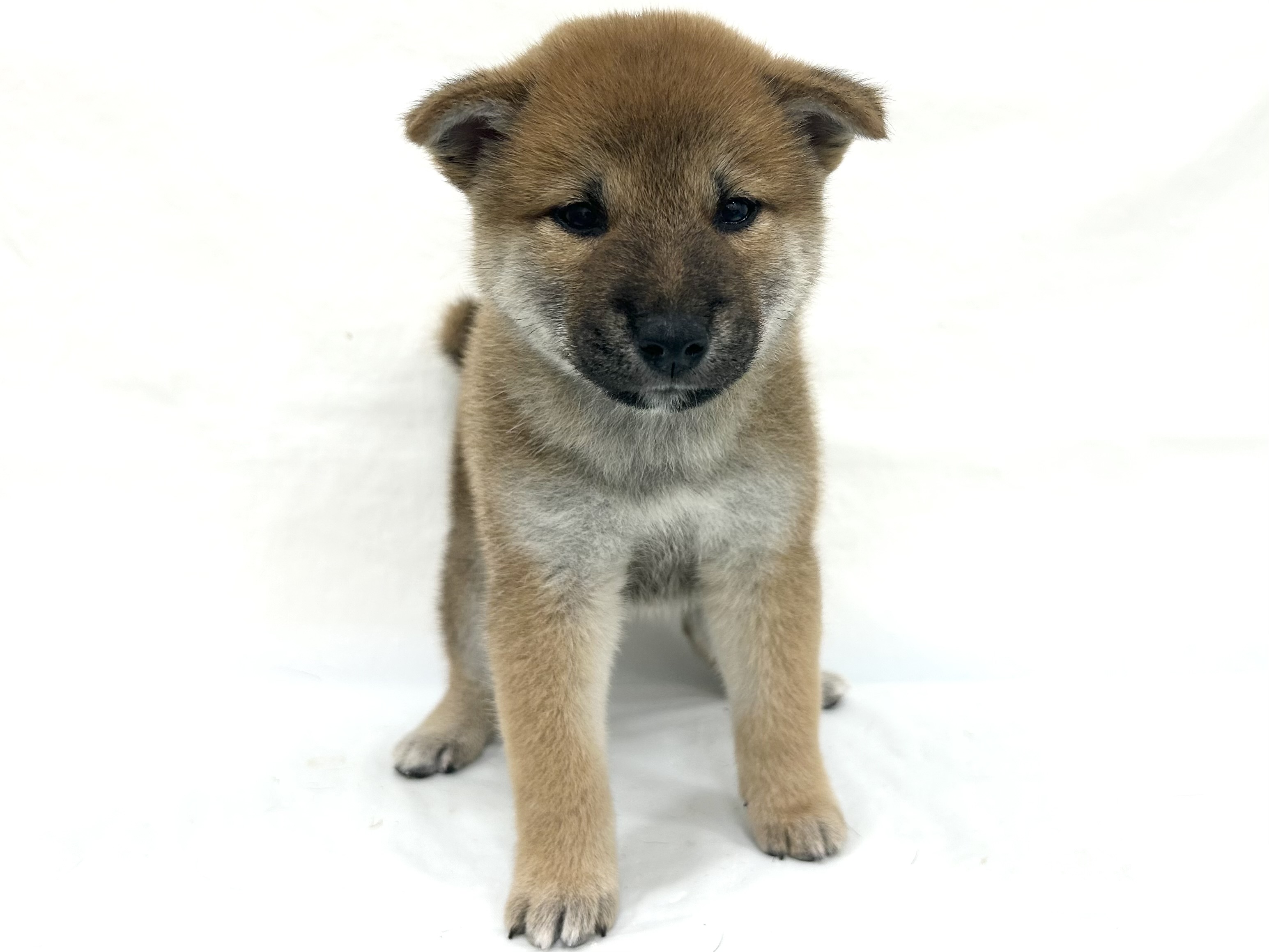 愛知県の柴犬(標準サイズ) (ファミリーペット リソラ大府店/2026年8月19日生まれ/男の子/赤)の子犬の2枚目の画像