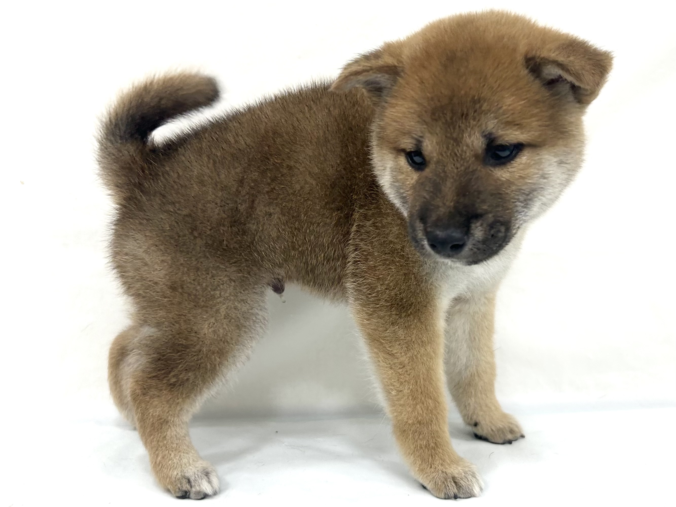 愛知県の柴犬(標準サイズ) (ファミリーペット リソラ大府店/2026年8月19日生まれ/男の子/赤)の子犬の3枚目の画像