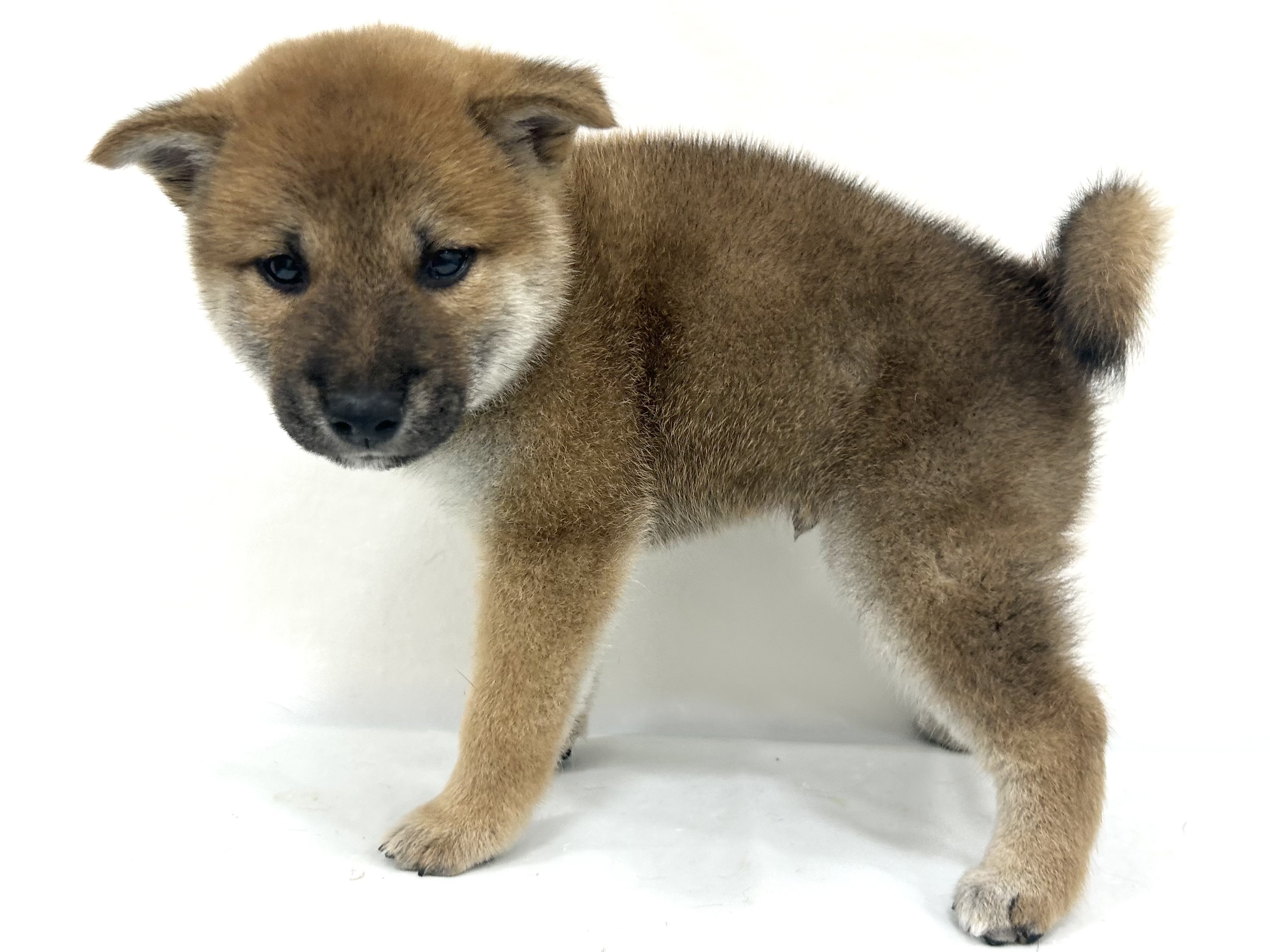 愛知県の柴犬(標準サイズ) (ファミリーペット リソラ大府店/2026年8月19日生まれ/男の子/赤)の子犬の4枚目の画像