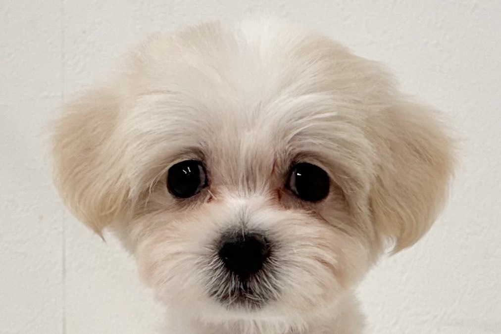 愛知県のハーフ犬・ミックス犬 (ファミリーペット 鳴海店/2026年8月18日生まれ/女の子/クリーム)の子犬の1枚目の画像