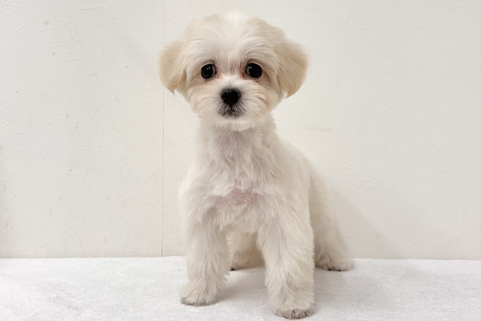 愛知県のハーフ犬・ミックス犬 (ファミリーペット 鳴海店/2026年8月18日生まれ/女の子/クリーム)の子犬の2枚目の画像
