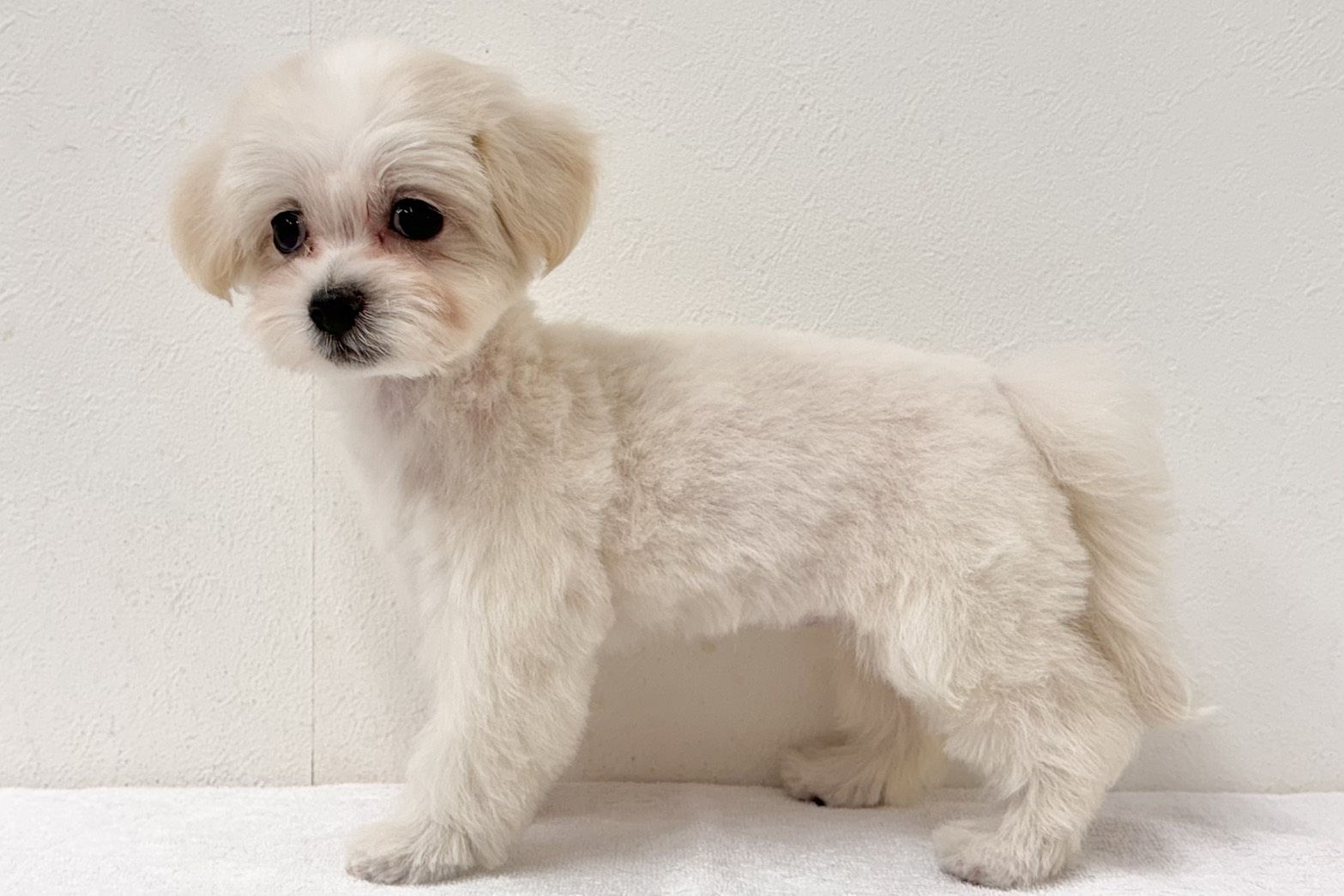 愛知県のハーフ犬・ミックス犬 (ファミリーペット 鳴海店/2026年8月18日生まれ/女の子/クリーム)の子犬の3枚目の画像