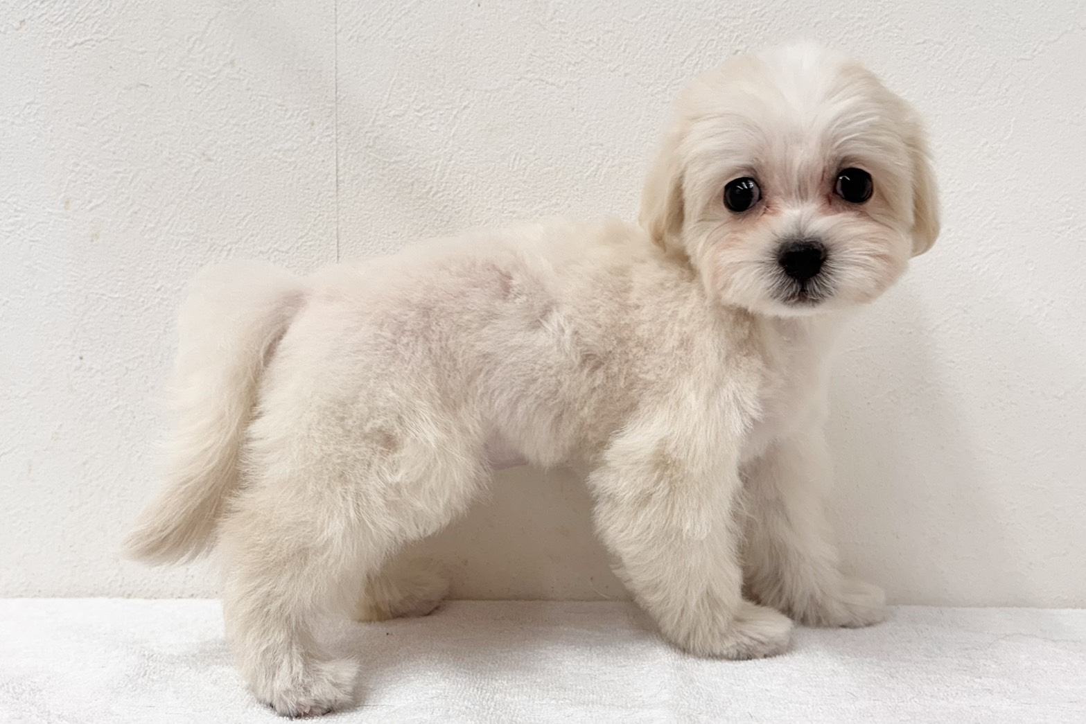 愛知県のハーフ犬・ミックス犬 (ファミリーペット 鳴海店/2026年8月18日生まれ/女の子/クリーム)の子犬の4枚目の画像