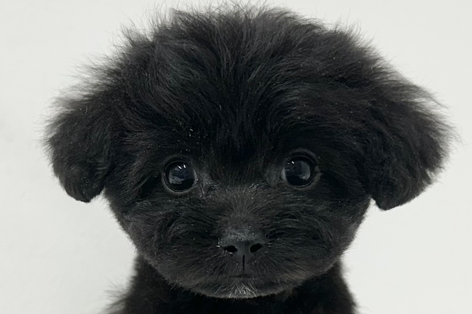 愛知県のハーフ犬・ミックス犬 (ファミリーペット 鳴海店/2026年8月17日生まれ/女の子/ブラック)の子犬の1枚目の画像