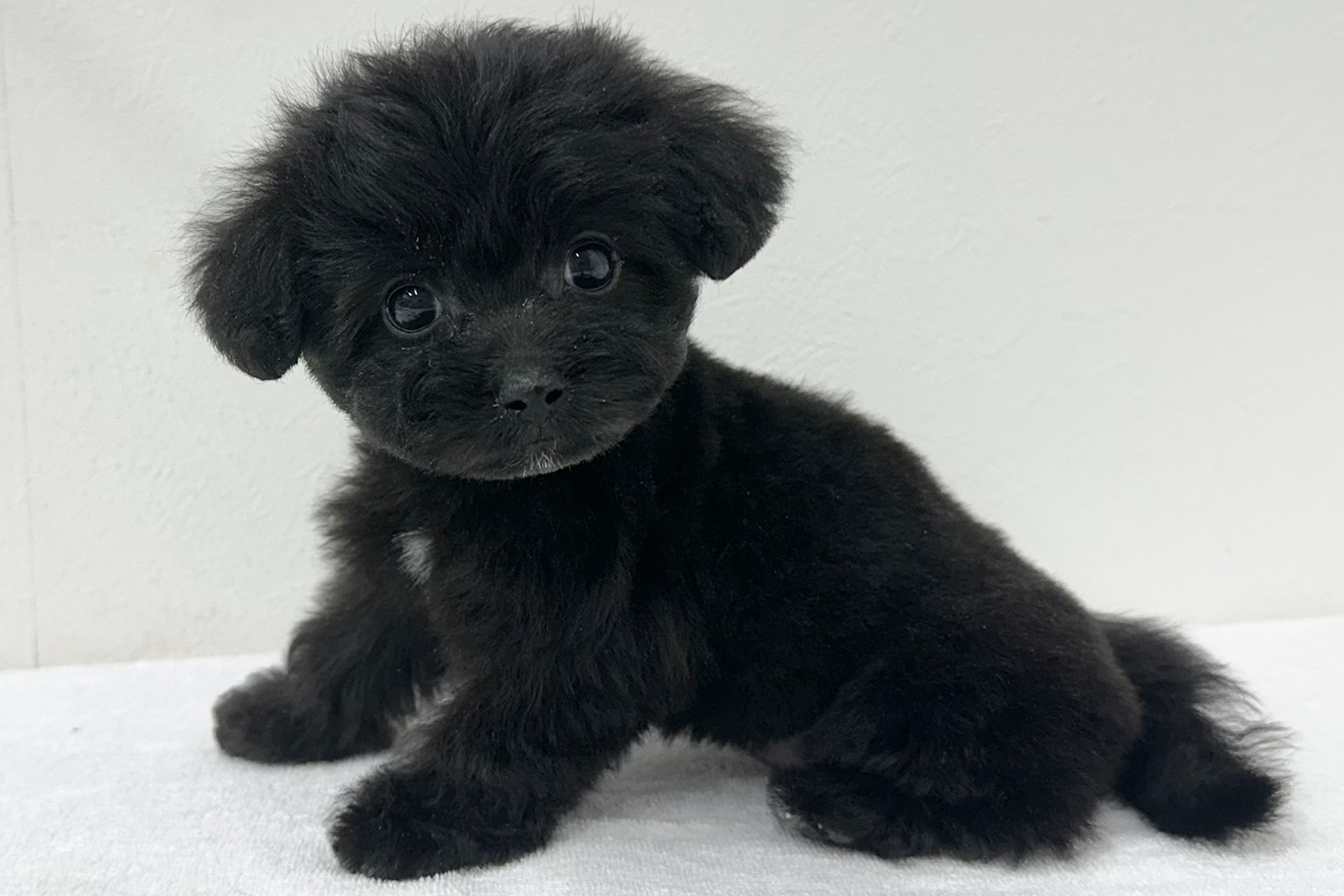 愛知県のハーフ犬・ミックス犬 (ファミリーペット 鳴海店/2026年8月17日生まれ/女の子/ブラック)の子犬の3枚目の画像