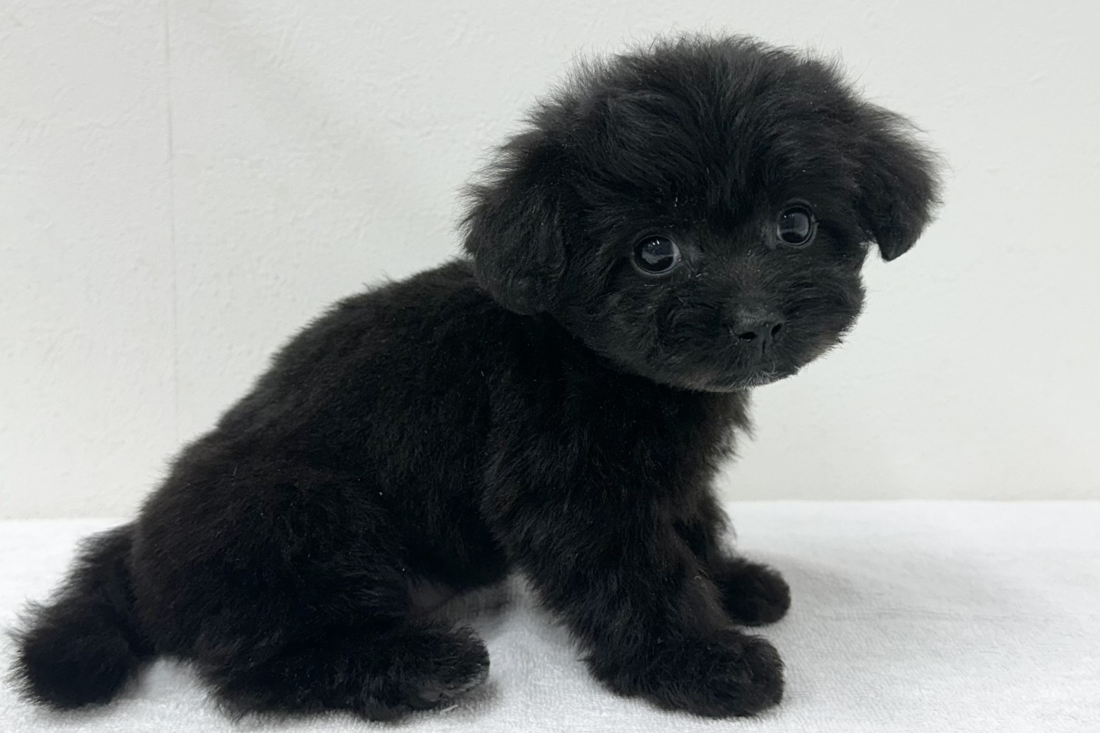 愛知県のハーフ犬・ミックス犬 (ファミリーペット 鳴海店/2026年8月17日生まれ/女の子/ブラック)の子犬の4枚目の画像