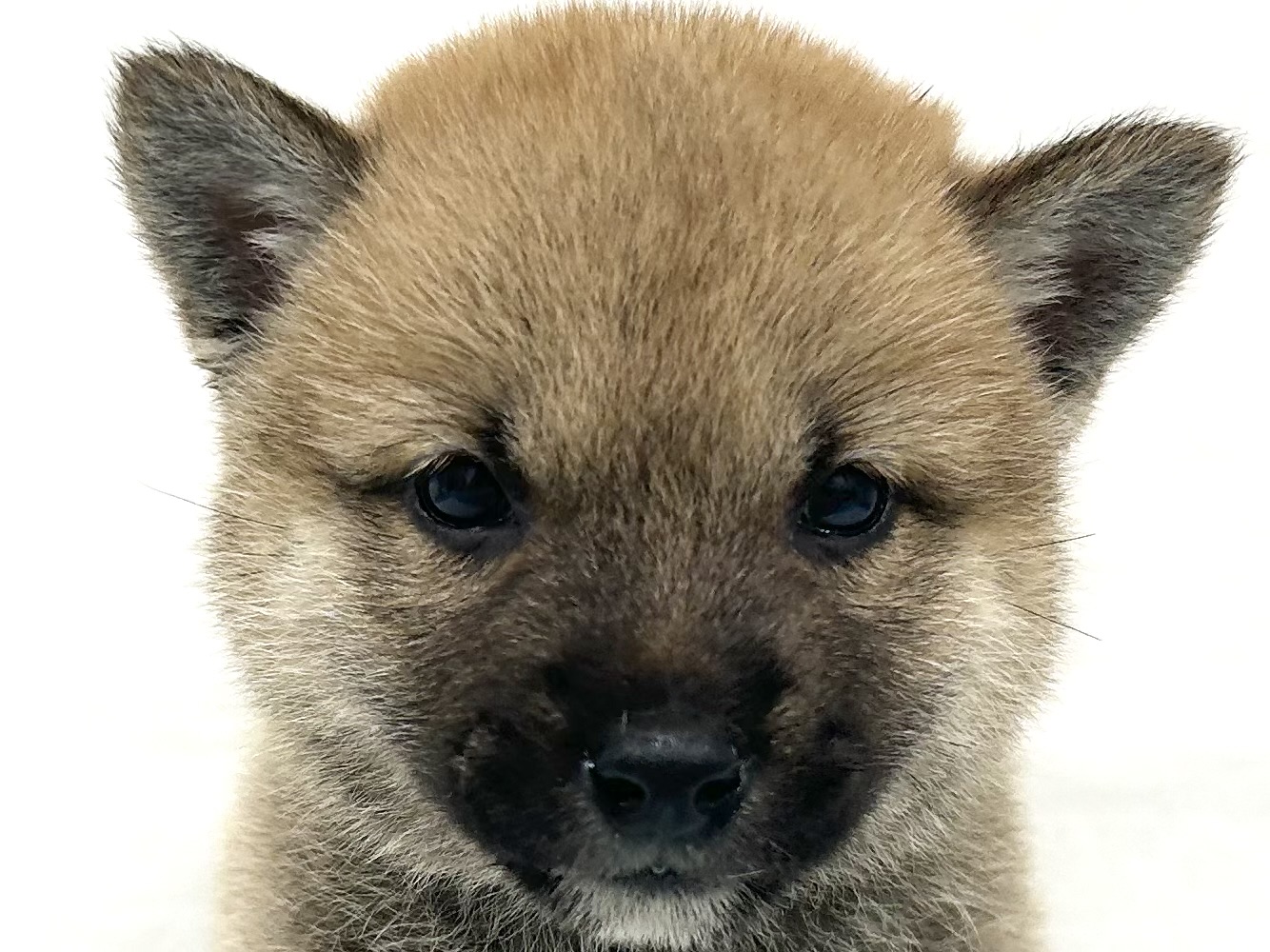 愛知県の柴犬(標準サイズ) (ファミリーペット リソラ大府店/2026年8月18日生まれ/女の子/赤)の子犬の1枚目の画像