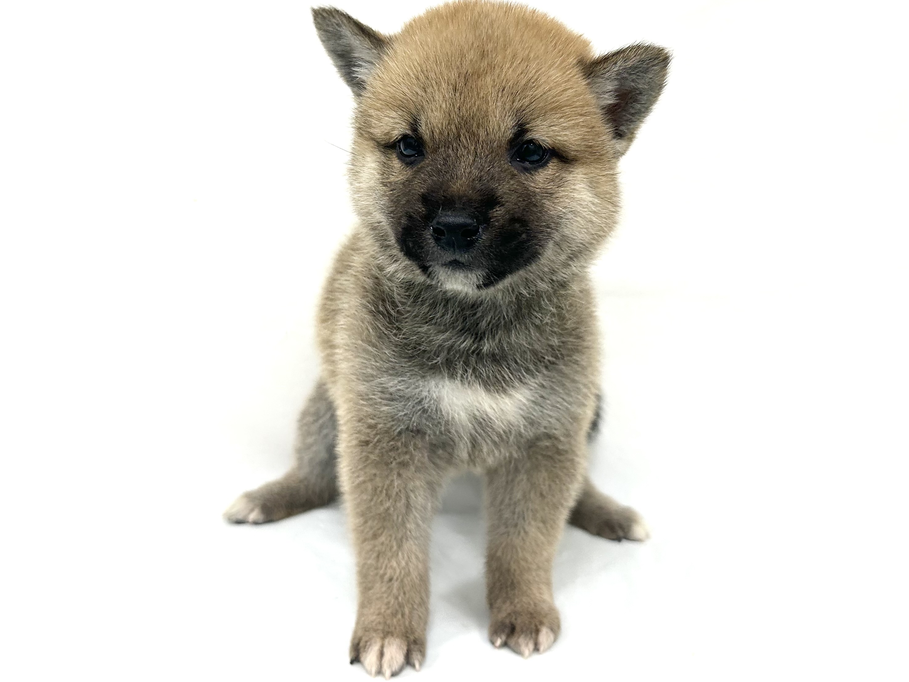 愛知県の柴犬(標準サイズ) (ファミリーペット リソラ大府店/2026年8月18日生まれ/女の子/赤)の子犬の2枚目の画像