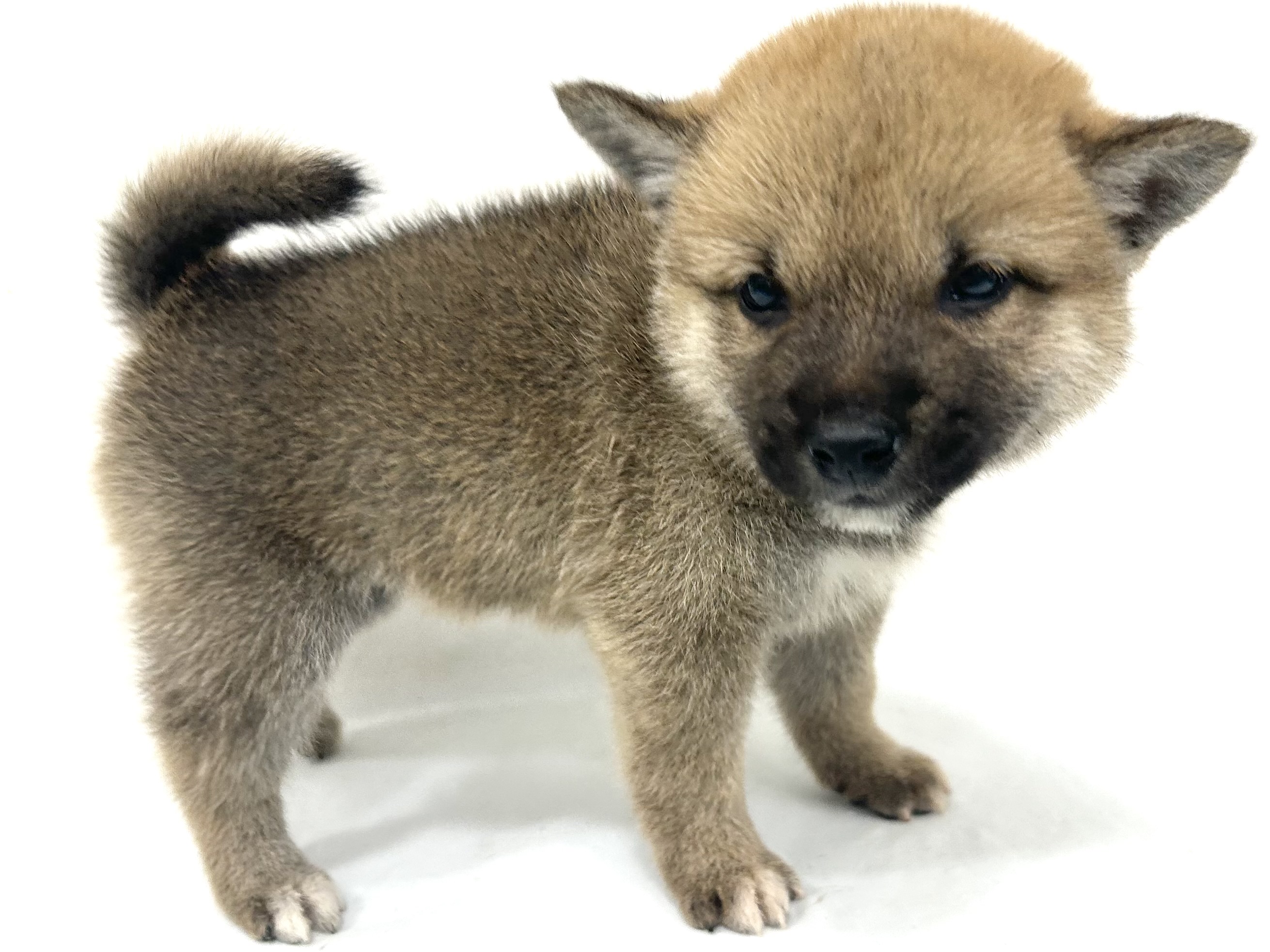 愛知県の柴犬(標準サイズ) (ファミリーペット リソラ大府店/2026年8月18日生まれ/女の子/赤)の子犬の3枚目の画像