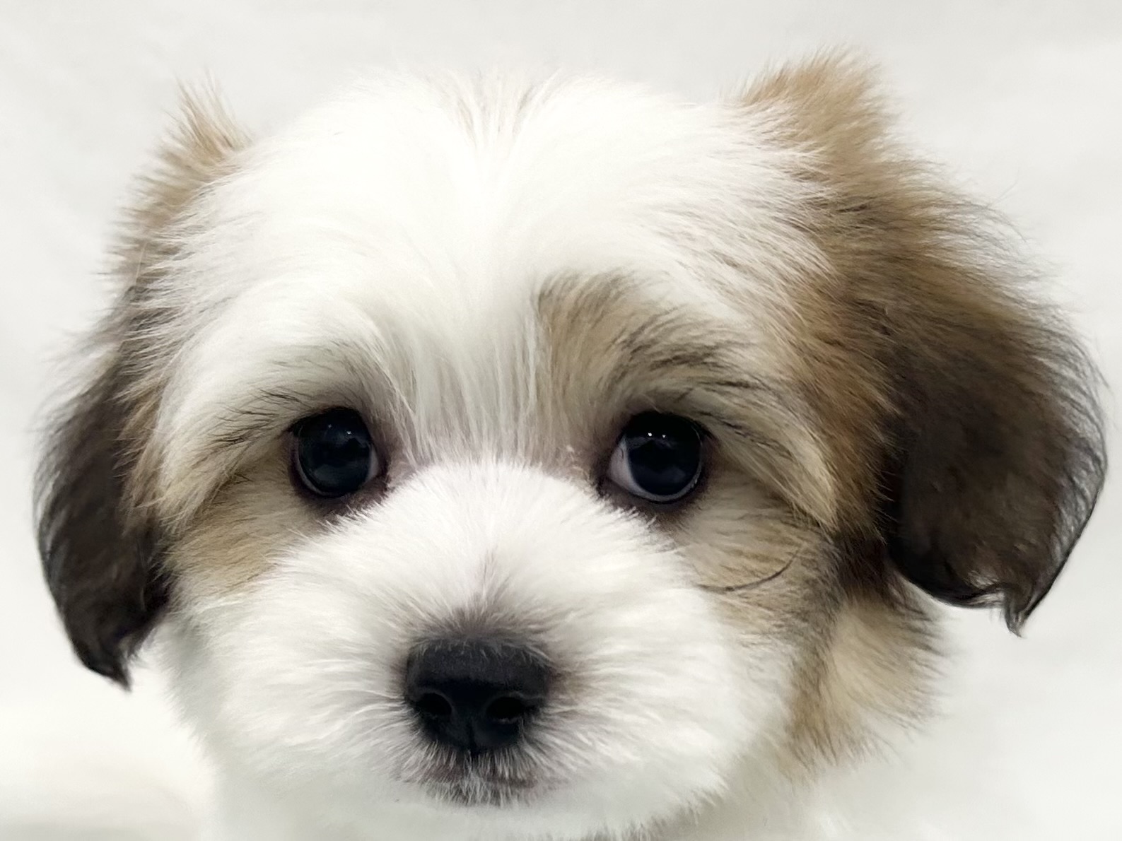 愛知県のハーフ犬・ミックス犬 (ファミリーペット リソラ大府店/2026年8月26日生まれ/男の子/ホワイトブラウン)の子犬の1枚目の画像