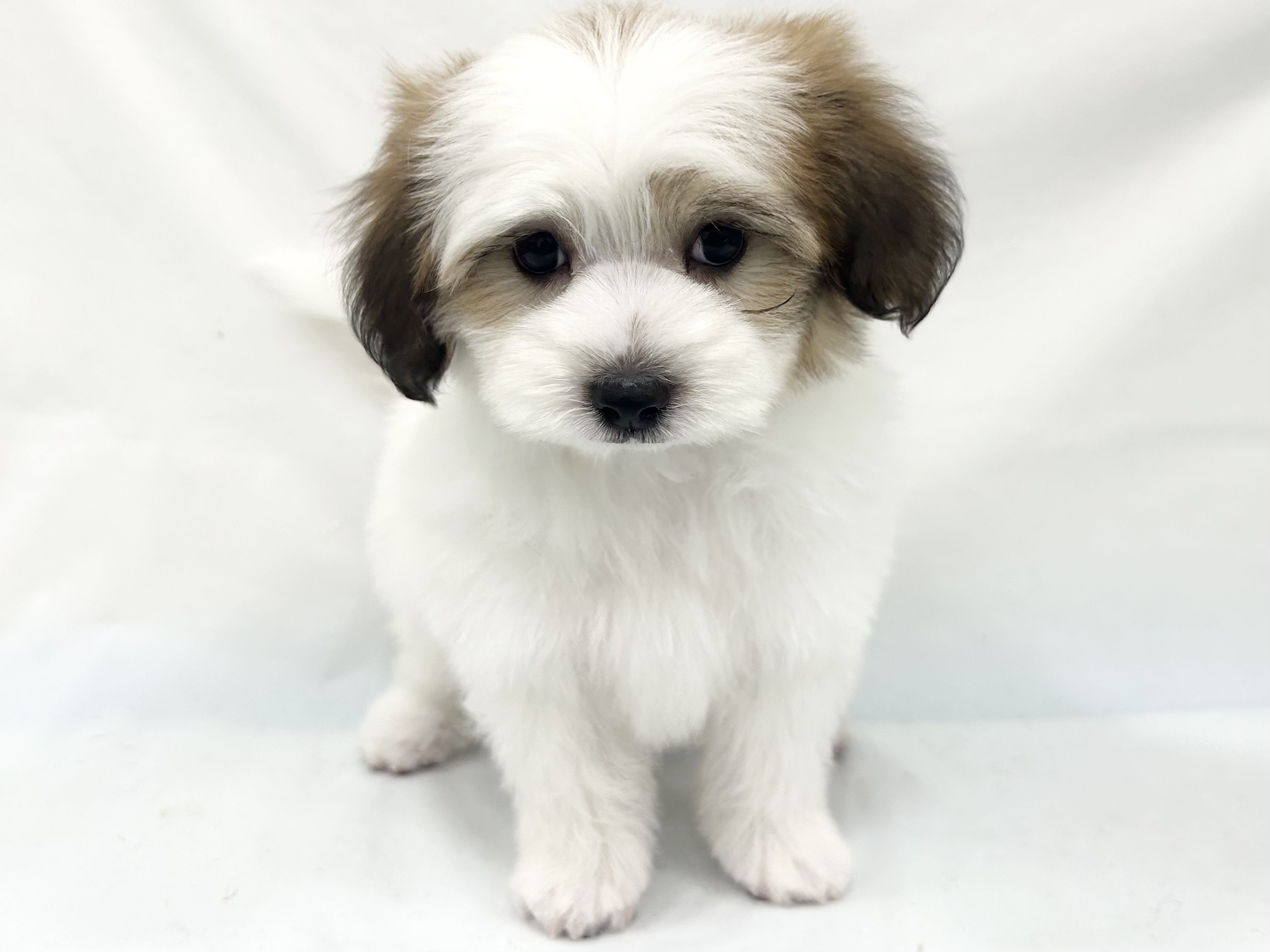 愛知県のハーフ犬・ミックス犬 (ファミリーペット リソラ大府店/2026年8月26日生まれ/男の子/ホワイトブラウン)の子犬の2枚目の画像