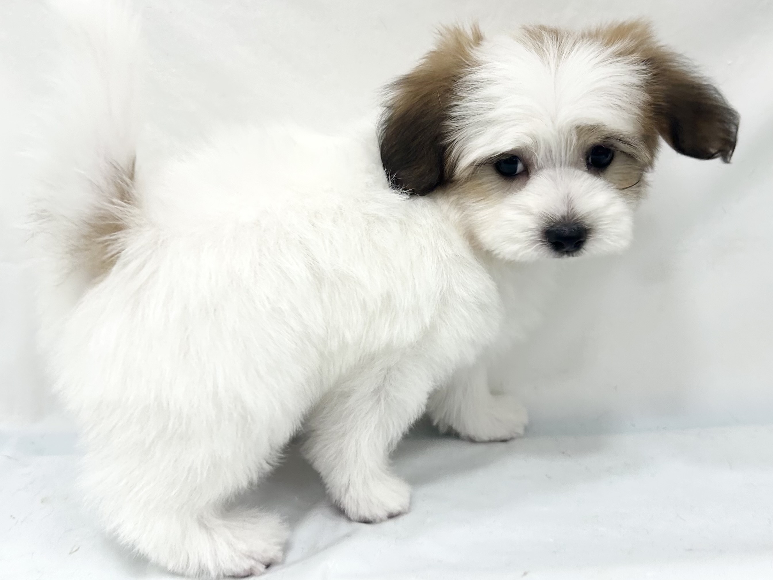 愛知県のハーフ犬・ミックス犬 (ファミリーペット リソラ大府店/2026年8月26日生まれ/男の子/ホワイトブラウン)の子犬の3枚目の画像