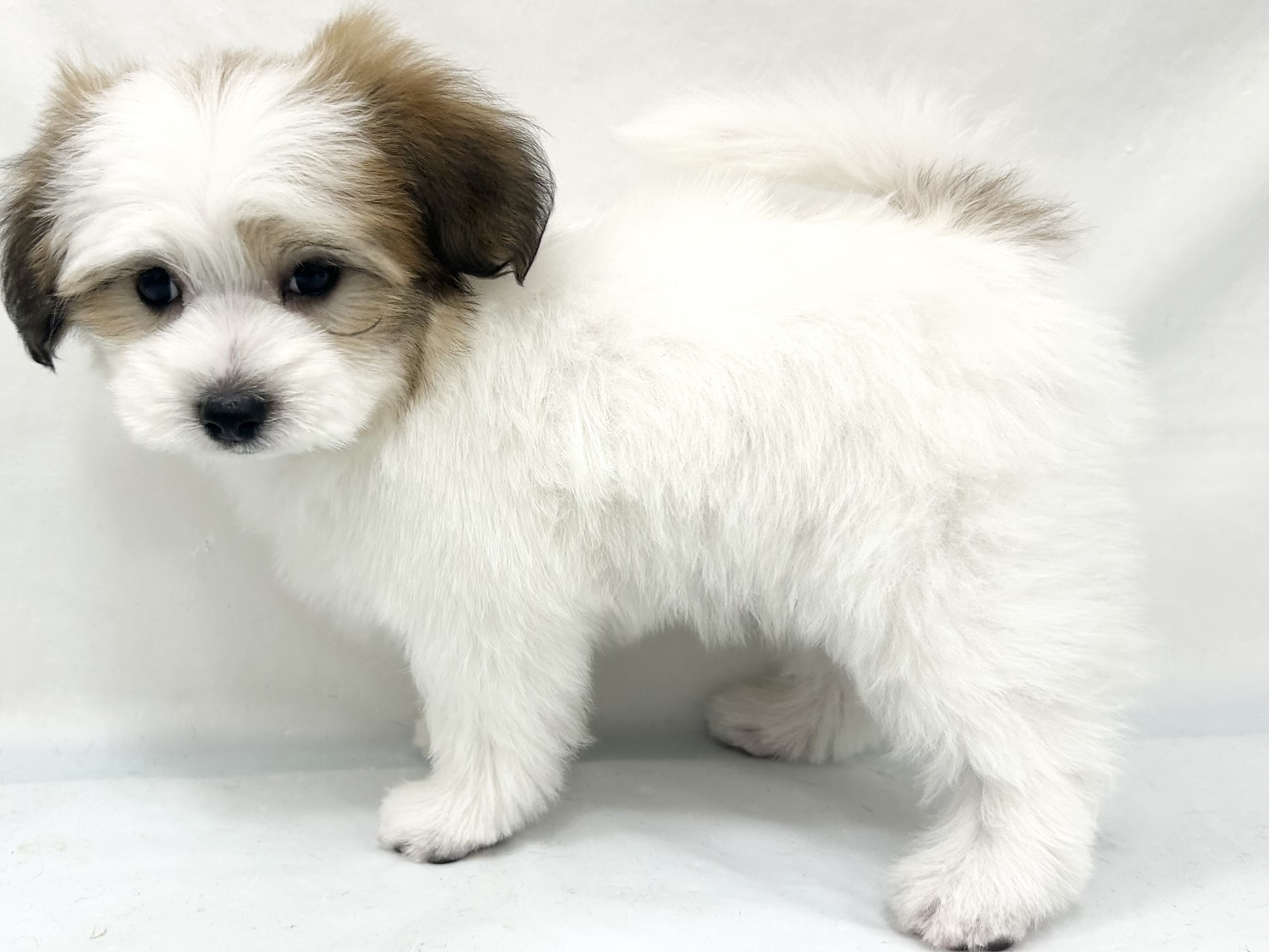 愛知県のハーフ犬・ミックス犬 (ファミリーペット リソラ大府店/2026年8月26日生まれ/男の子/ホワイトブラウン)の子犬の4枚目の画像