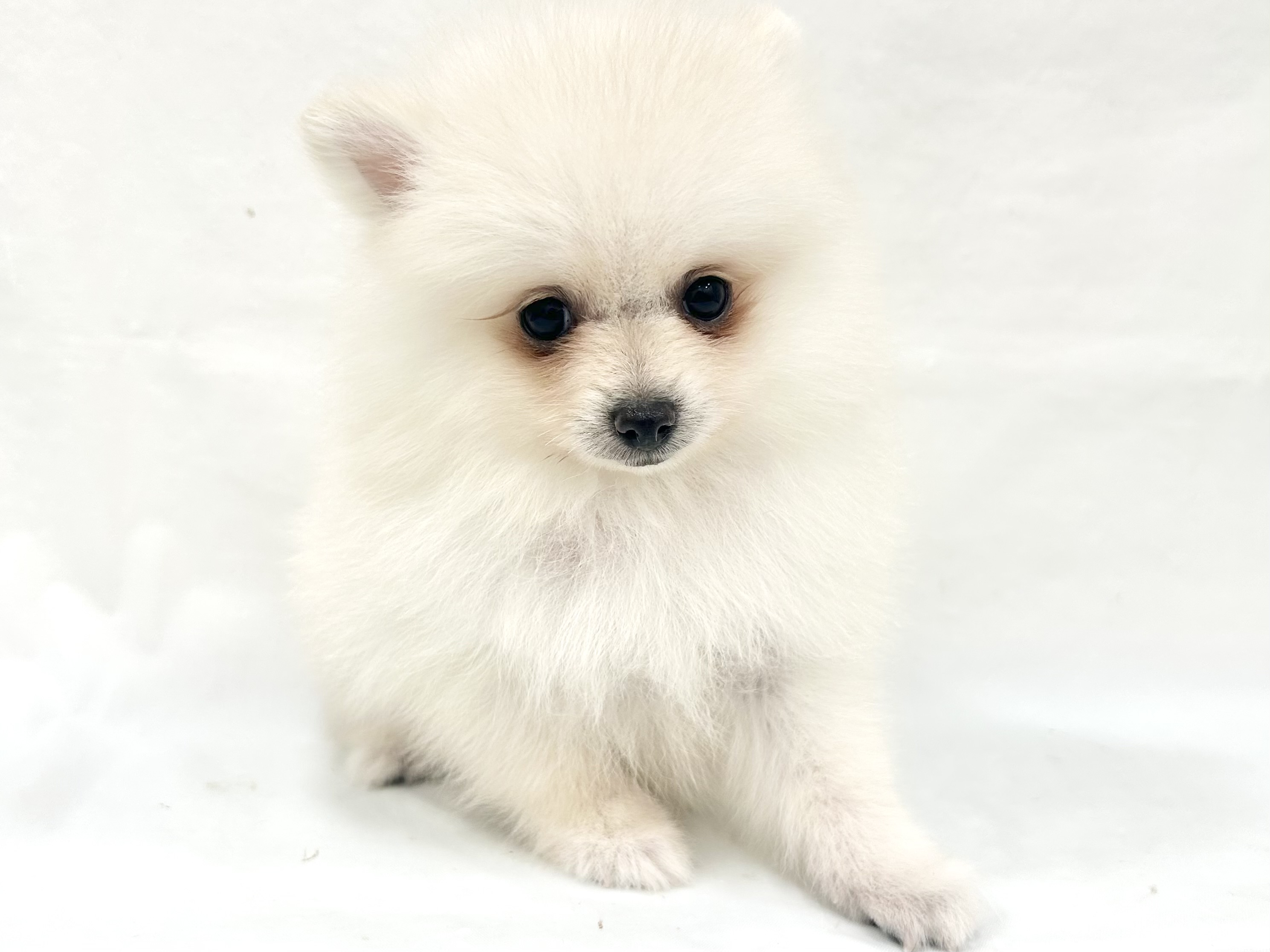 愛知県のポメラニアン (ファミリーペット リソラ大府店/2026年8月26日生まれ/男の子/クリーム)の子犬の2枚目の画像