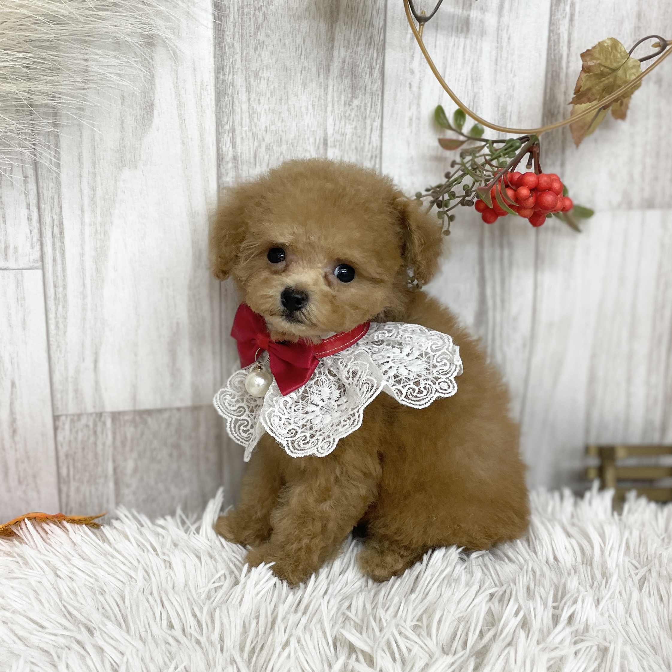 愛知県のトイプードル(トイ) (ファミリーペット 豊明店/2026年8月28日生まれ/女の子/レッド)の子犬の3枚目の画像