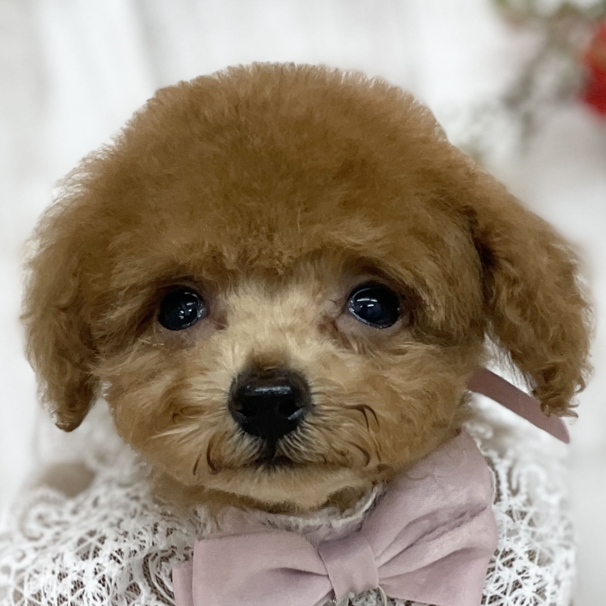愛知県のトイプードル(トイ) (ファミリーペット 豊明店/2026年8月28日生まれ/女の子/レッド)の子犬の1枚目の画像