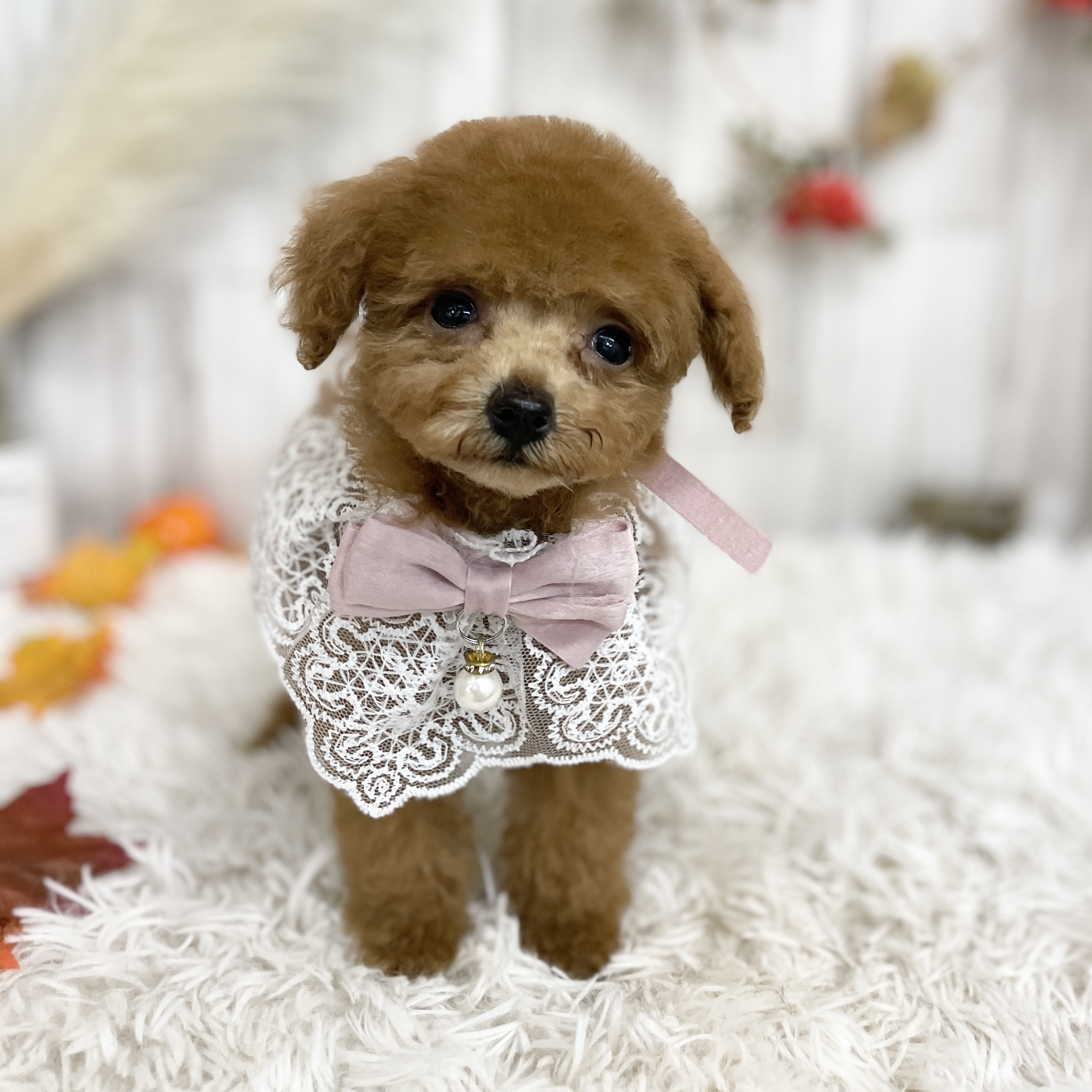愛知県のトイプードル(トイ) (ファミリーペット 豊明店/2026年8月28日生まれ/女の子/レッド)の子犬の2枚目の画像