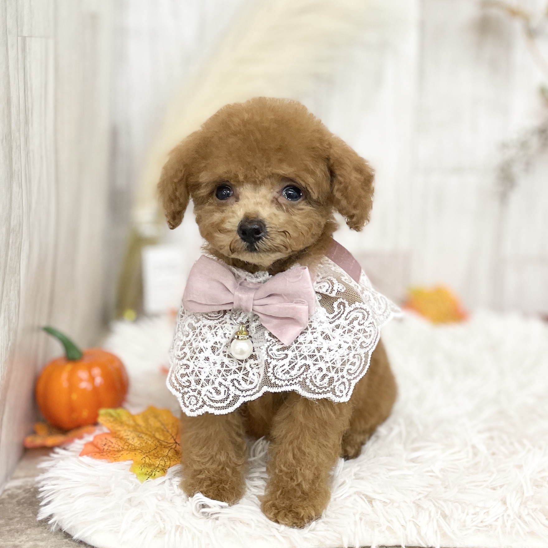 愛知県のトイプードル(トイ) (ファミリーペット 豊明店/2026年8月28日生まれ/女の子/レッド)の子犬の4枚目の画像